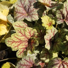 Heuchera hybrid Green Spice / Alunrod