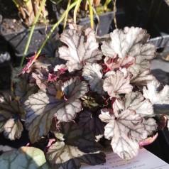 Heuchera hybrid Jade Gloss / Alunrod