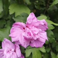 Hibiscus syriacus Ardens - Syrisk Rose