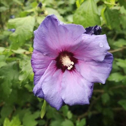 Hibiscus syriacus Marina / Syrisk Rose