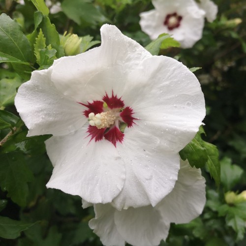 Hibiscus syriacus Red Heart / Syrisk Rose