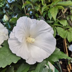 Hibiscus syriacus Totus Albus / Syrisk Rose