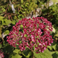 Hydrangea arborescens BellaRagazza Mauvette - Hortensia