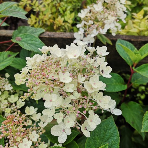 Hydrangea paniculata Fraise Melba - Syrenhortensia