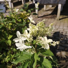 Hydrangea paniculata Magical Starlight / Syrenhortensia