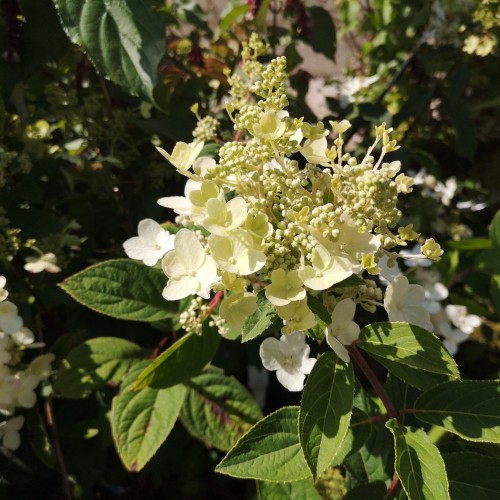 Hydrangea paniculata Magical Starlight / Syrenhortensia