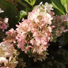 Hydrangea paniculata Pinkachu - Træagtig Hortensia