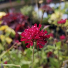 Knautia macedonica Mars Midget / Blåhat