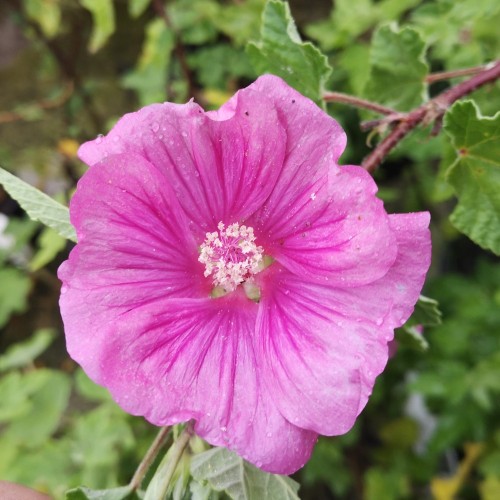 Lavatera Burgundy Wine / Mamelukærmebusk