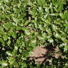 Nothofagus antarctica - Sydbøg 100-125 cm.