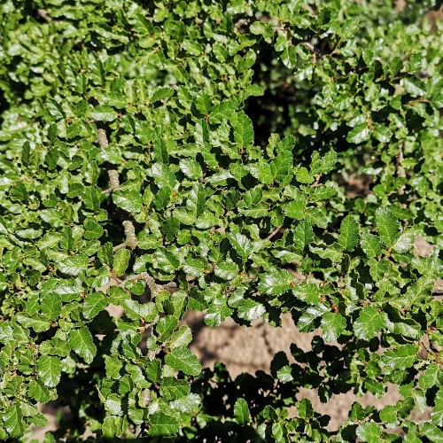 Nothofagus antarctica - Sydbøg 100-125 cm.