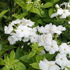 Phlox paniculata Adessa White / Høstfloks