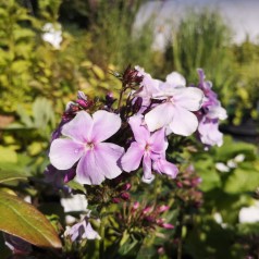 Phlox paniculata Franz Schuber / Høstfloks