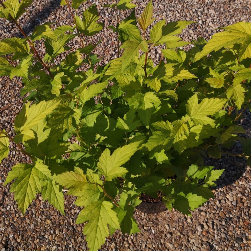 Physocarpus opulifolius Luteus - Gul Blærespiræa Physocarpus opulifolius Luteus - Gul Blærespiræa