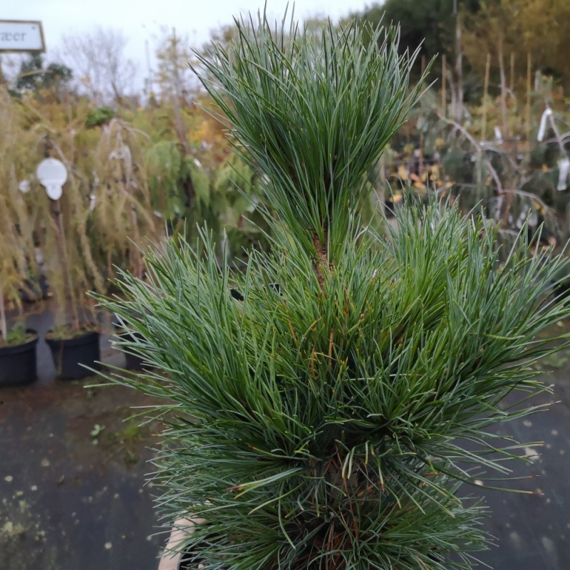 Cembrafyr - Pinus cembra 30-40 cm.