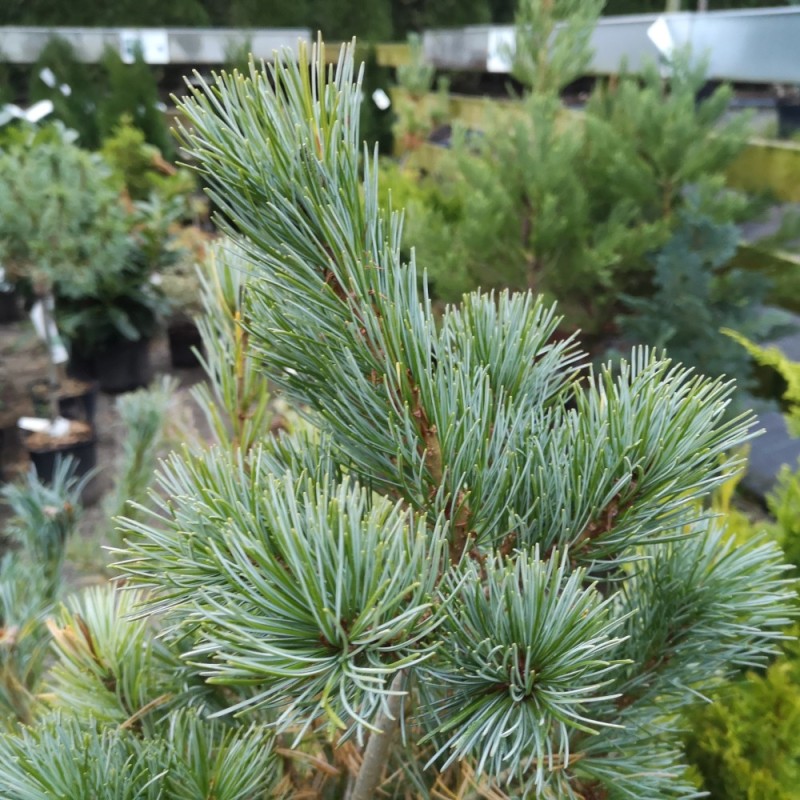 Penselfyr - Pinus parviflora Glauca 40-50 cm.