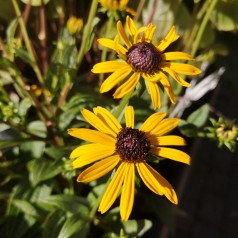 Rudbeckia hybrid Little Gold Star - Solhat