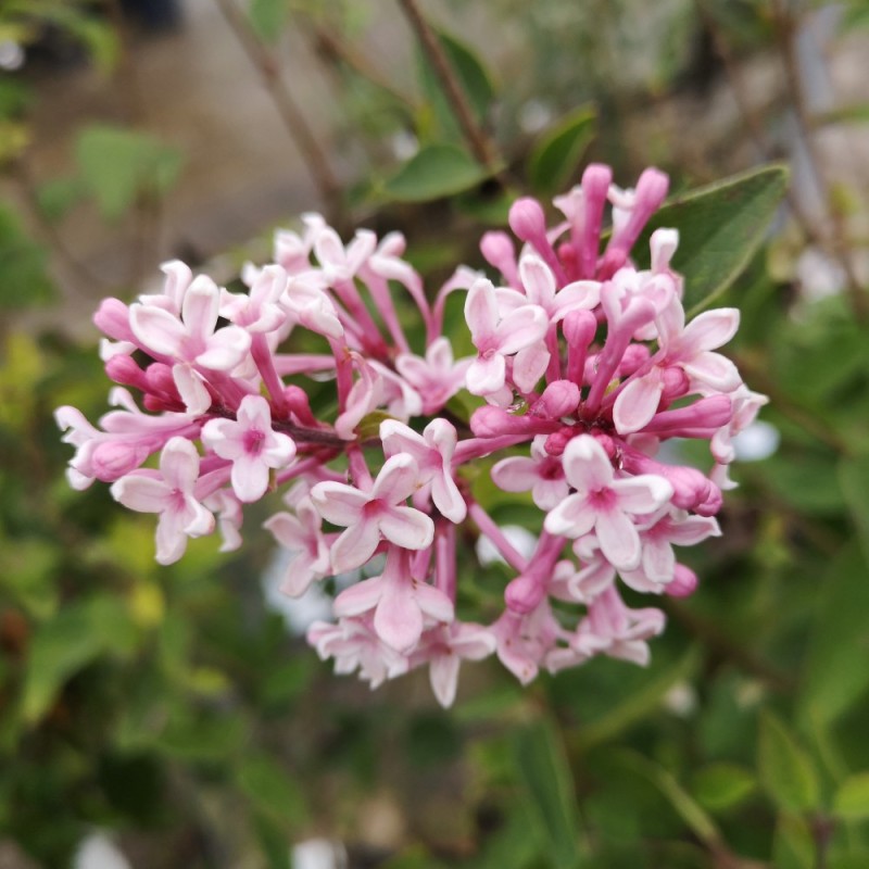 Syringa microphylla Superba - Dværgsyren