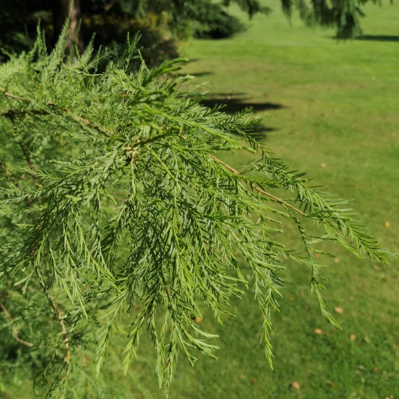 Taxodium Distichum - Sumpcypres / 60-80 cm.