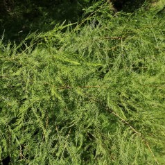 Taxodium Distichum - Sumpcypres / 60-80 cm.