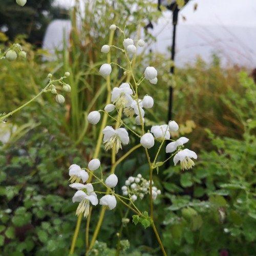 Thalictrum delavayi Splendide White - Violfrøstjerne