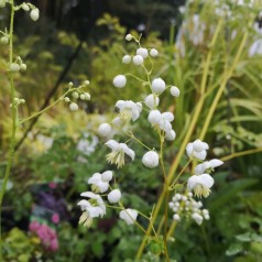 Violfrøstjerne Splendide White - Thalictrum delavayi Splendide White