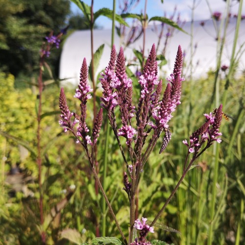 Verbena hastata Pink Spires / Jernurt