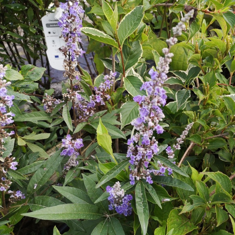 Vitex agnus castus - Kyskhedstræ Vitex agnus castus - Kyskhedstræ
