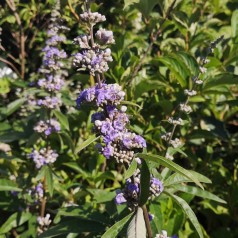 Vitex agnus castus - Kyskhedstræ