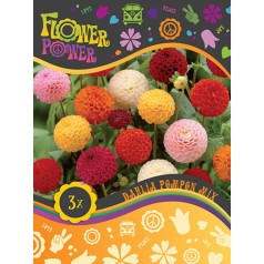 Dahlia Pompon Mix - 3 løg - FlowerPower