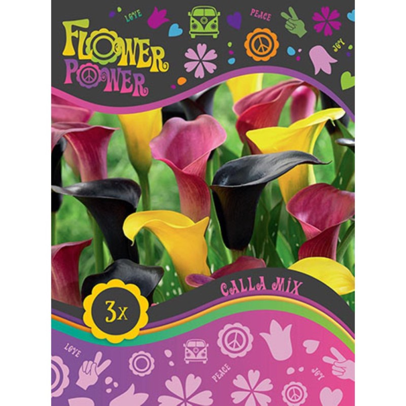 Calla Mix - 3 løg - FlowerPower