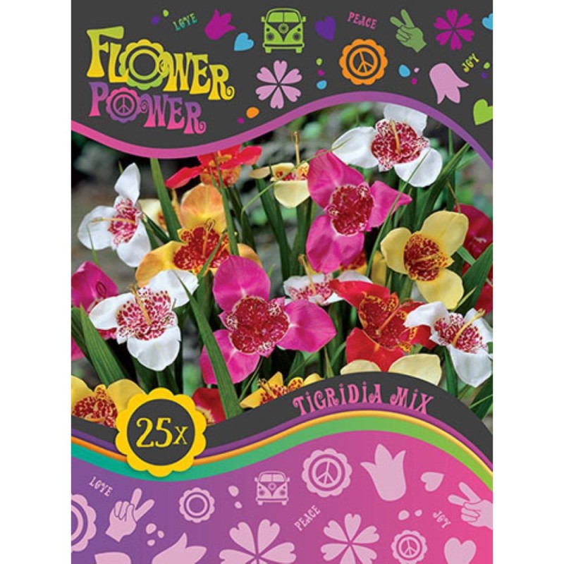 Tigridia mix - 25 løg - FlowerPower