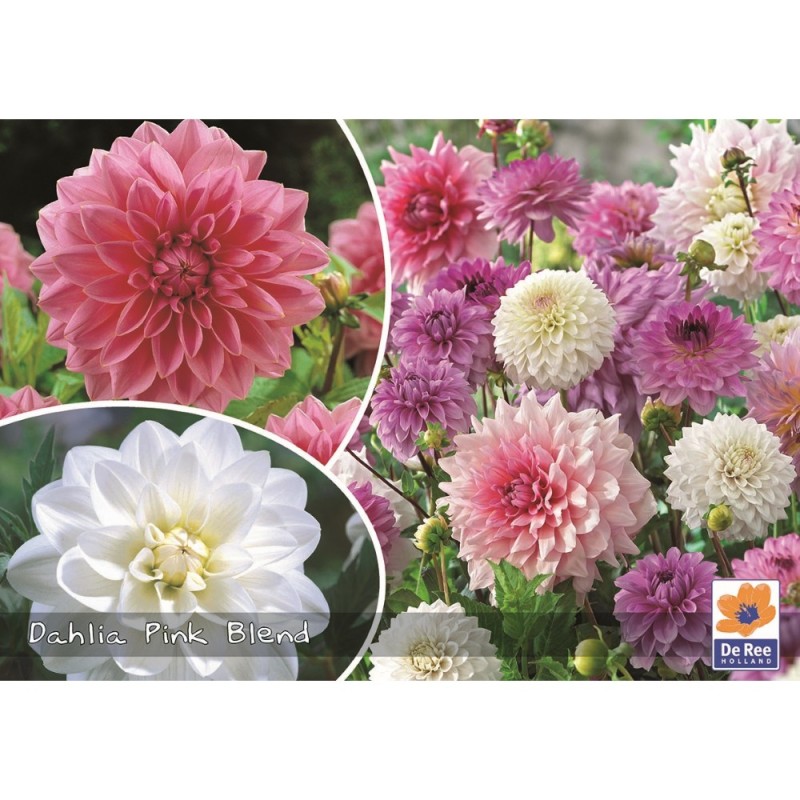 Dahlia Mix Pink Blend - Georgin - 3 stk