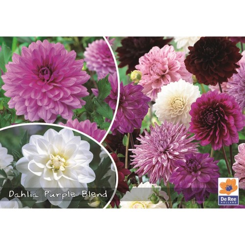 Dahlia Mix Purple Blend - Georgin - 3 stk