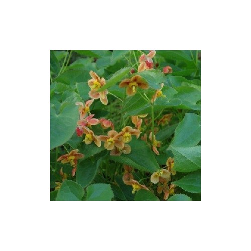 Epimedium warleyense Orange Queen / Bispehue