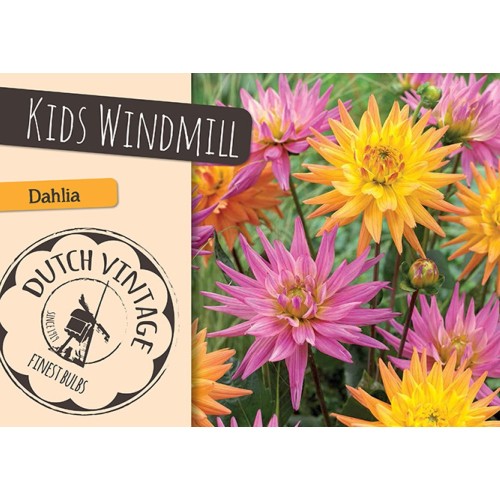 Dahlia Kids Windmill - Georgin 2 stk - Dutch Vintage