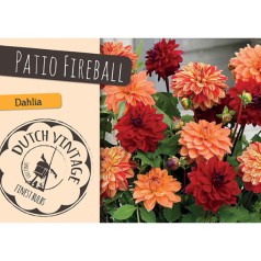 Dahlia Patio Firebal - Georgin 2 stk - Dutch Vintage