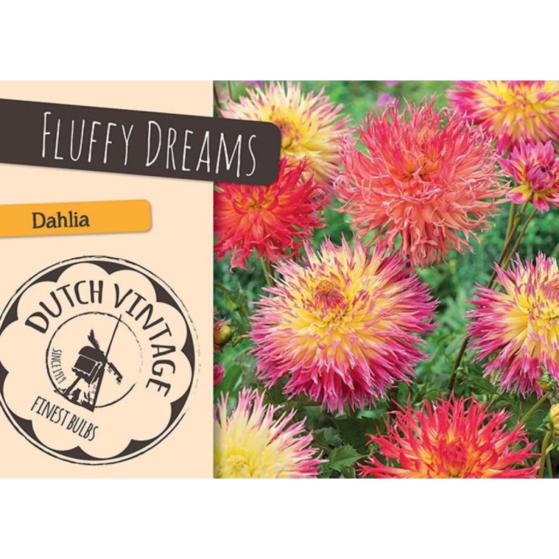 Dahlia Fluffy Dreams - Georgin 2 stk - Dutch Vintage