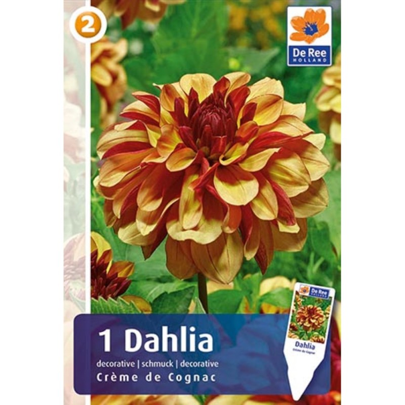 Dahlia Decorative Creme de Cognac / Georgin