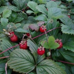 Fragaria vesca Småland / Svensk Skovjordbær