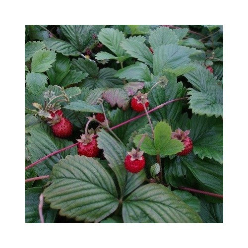 Fragaria vesca Småland / Svensk Skovjordbær