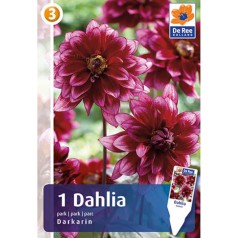 Dahlia Park Darkarin - Georgin