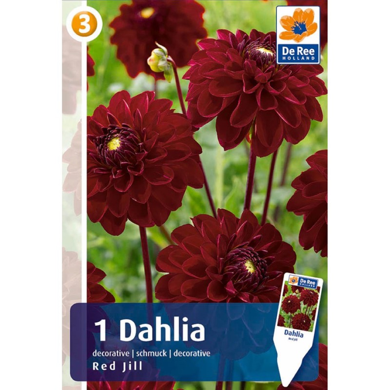 Dahlia Decorative Red Jill - Georgin