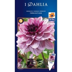 Dahlia Decorative Creme de Cassis - Georgin