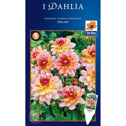 Dahlia Decorative Zingaro - Georgin