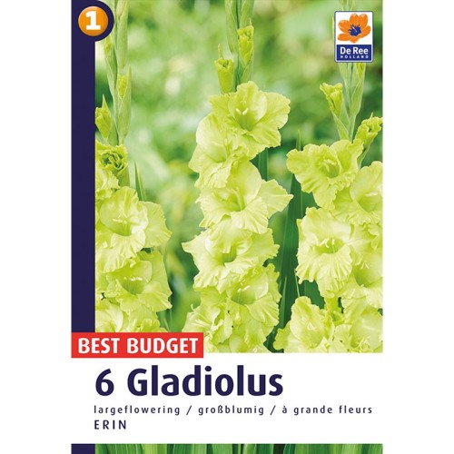 Gladiolus Erin - 6 Løg