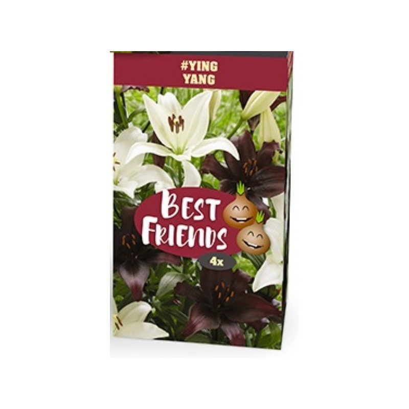 Liljer Ying Yang - 4 løg Best Friends Box