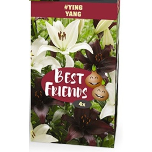 Liljer Ying Yang - 4 løg Best Friends Box