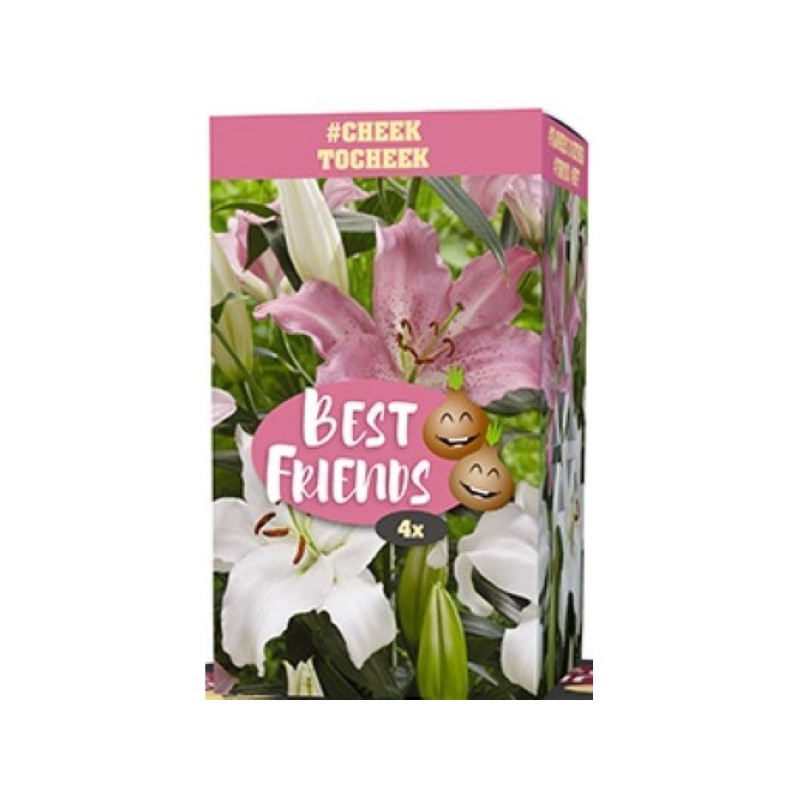 Liljer Cheek to Cheek - 4 løg Best Friends Box