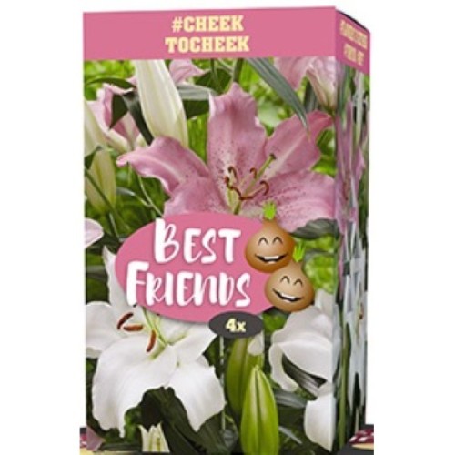 Liljer Cheek to Cheek - 4 løg Best Friends Box